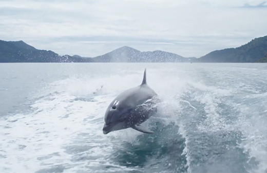 Teknenin peşinden giden yunusların muhteşem anları