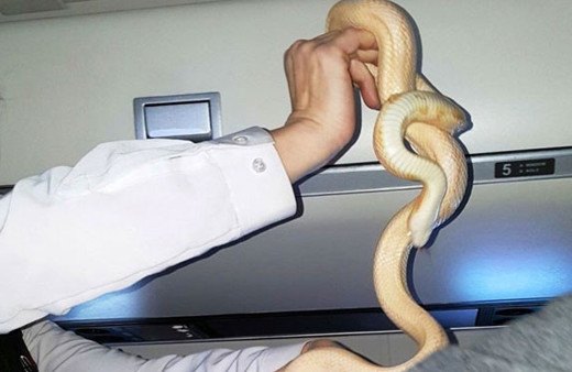 Uçakta kayıp yılan anonsu yapıldı!