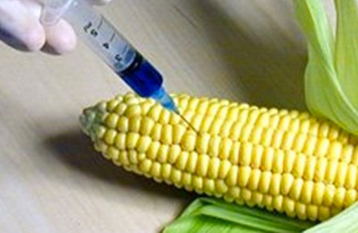 GDO'lu ürünler insan sağlığını nasıl etkiler?