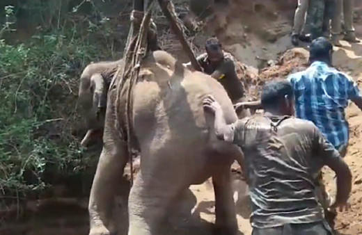 21 metrelik kuyuya düşen yavru fil vinçle kurtarıldı