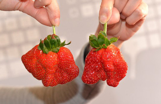 Şekli bozuk çilekler hormonlu mu?