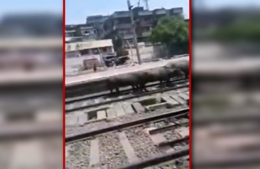 Tren inekleri böyle ezdi geçti