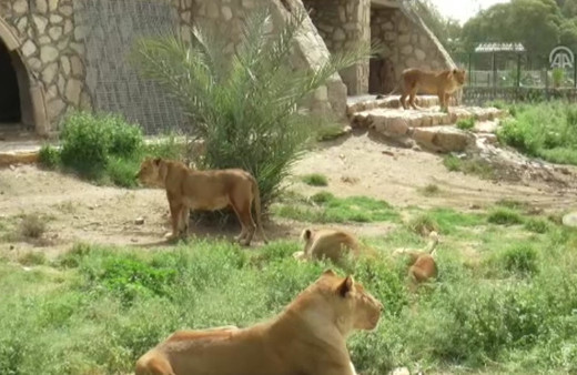 Irak'ın devrik lideri Saddam'ın aslanları