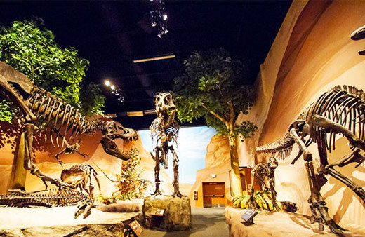 Dünyanın en büyük dinazor ayak izi bulundu