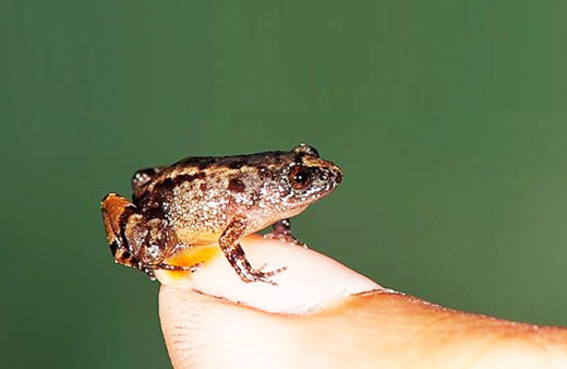 Hindistan’da mini-kurbağalar keşfedildi