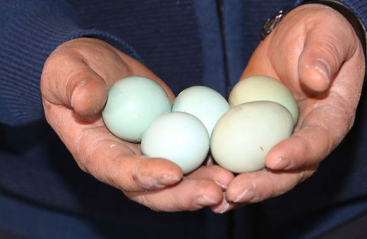 Mavi yumurtalar yoğun talep görüyor!