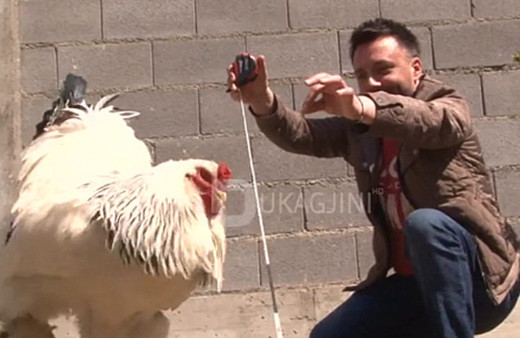 85 santim boyuyla dünyanın en büyük horozun sahibi konuştu