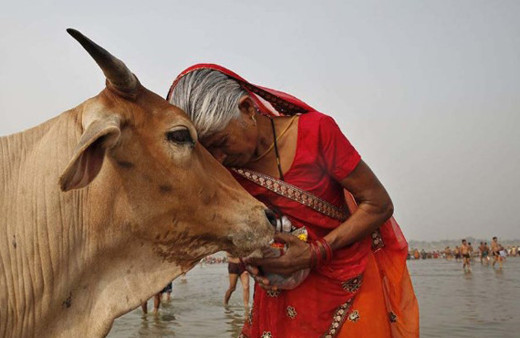 Hindistan'da inek öldürene ömür boyu hapis