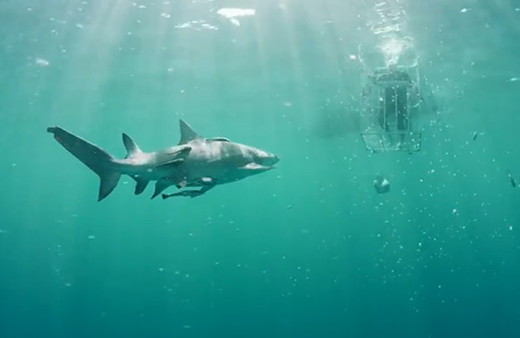 Galaxy S8'in açılışını köpek balıkları içinde yaptılar!