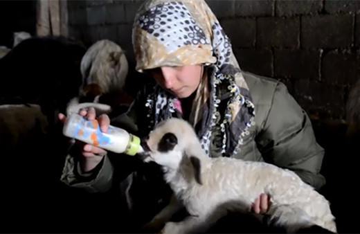 Kuzuları biberonla besliyorlar!