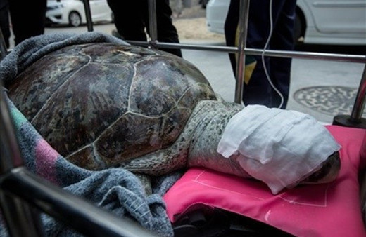 Midesini açtılar! İçinden çıkanları görünce...