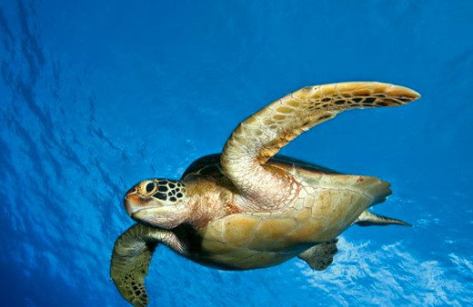 Deniz kaplumbağasının midesinden çıkanlara bakın
