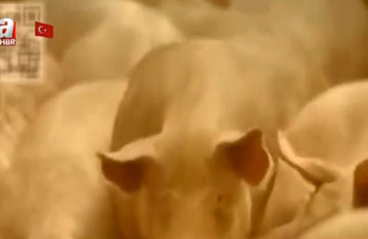 Jelatin domuzdan mı üretiliyor?