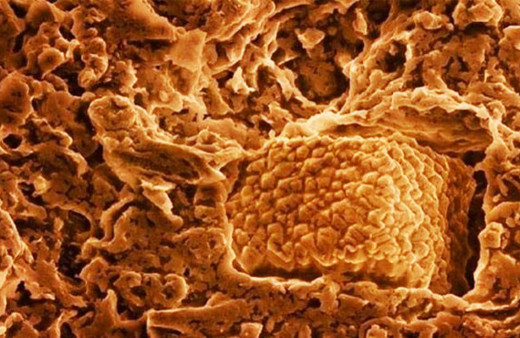 İştah açıcı durmasa da... Bunu her gün yiyorsunuz!