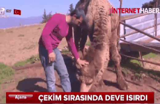 Çekim sırasında deve sahibini ısırdı