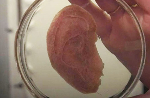 Bu kulağın neyden üretildiğini görünce şoke olacaksınız!