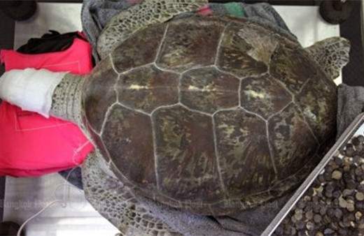 Kaplumbağanın midesinden küçük bir servet çıktı!
