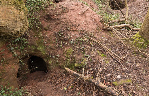 Bu tavşan deliğinden içeri girenler şok oldu