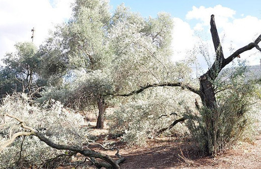 Yahudi yerleşimciler 300 zeytin ağacını kesti