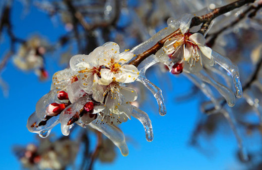 Fıkra gibi zirai don önlemi!