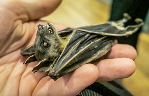 Dünyaca ünlü firmanın salatasından yarasa çıktı inanılmaz!