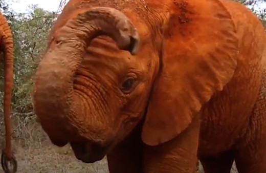 Yaralı filin tedavi sonrası mutluluğu