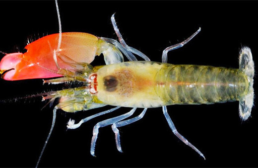 Sesi en tehlikeli karidese dünyanın en ünlü grubunun ismi verildi