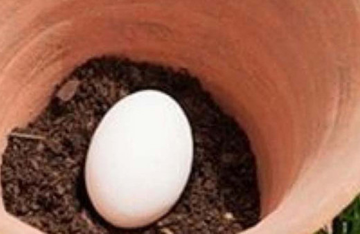 Toprağa yumurta gömerseniz ne olur?