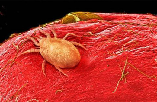 Bu böceği neredeyse her gün yiyoruz