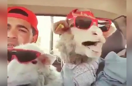 Şarkıcı koyunlardan mükemmel performans