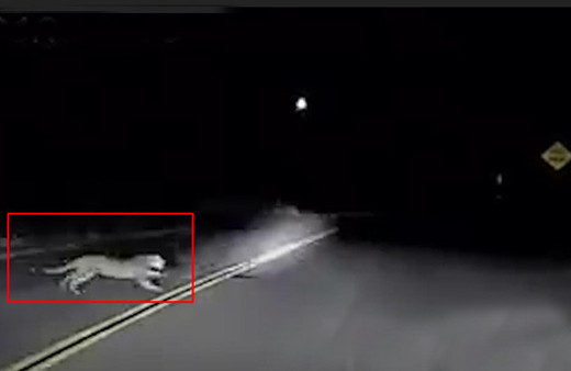 Otoyolda avlanan aslan böyle görüntülendi