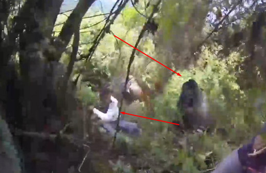 Goril insanlara saldırdı!