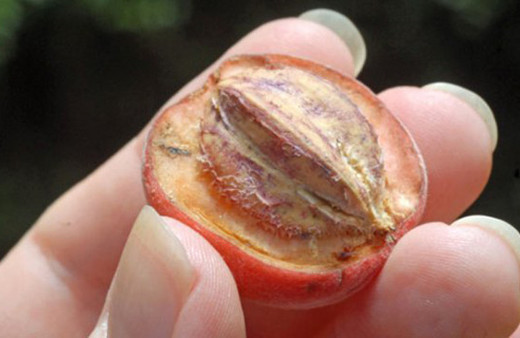 Blushwood meyvesi kanser hastalarına umut oldu