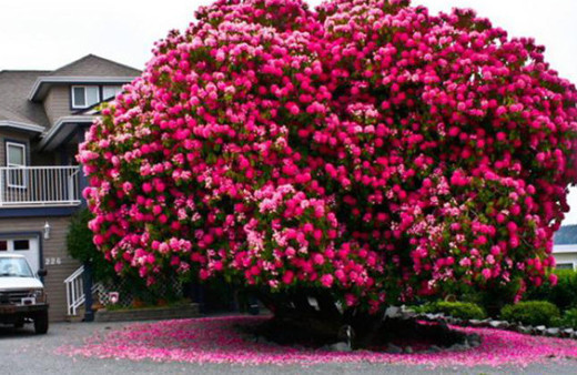Dünyanın en güzel ağaçları