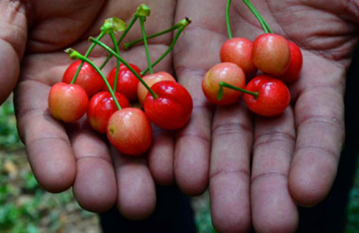 Siftah yapıldı kirazın kilosu cep yakıyor