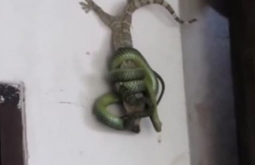 Arkadaşını yılandan kurtaran cesur kertenkele