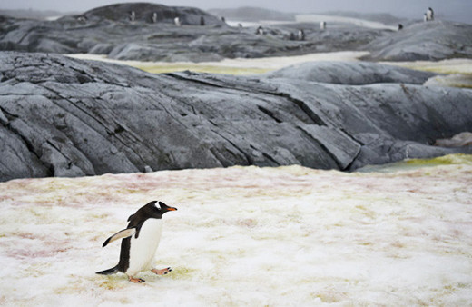 NASA dünyanın en büyük buzulunda yarık tespit etti