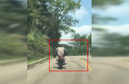 Yılan motosiklet sürücüsüne saldırdı