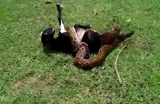 Dev piton keçiyi böyle yakaladı