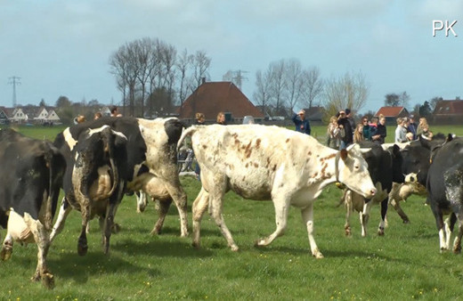 5 ay sonra barınaktan çıkan ineklerin mutluluğu