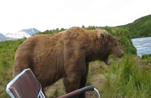 Belgeselcilerin çadırını basan ayı