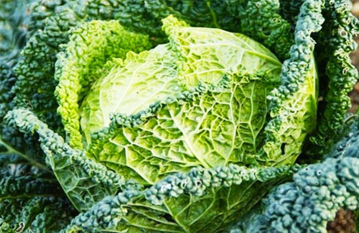 Artık yeşillikler bile öldürüyor! Eğer bu şekilde yerseniz....