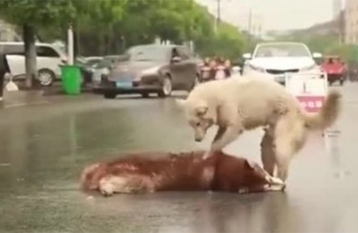 Araba çarpan arkadaşını uyandırmak isteyen köpek