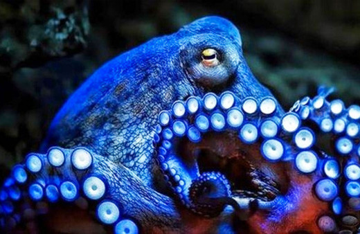 Ahtapotlar gerçekten uzaylı mı?