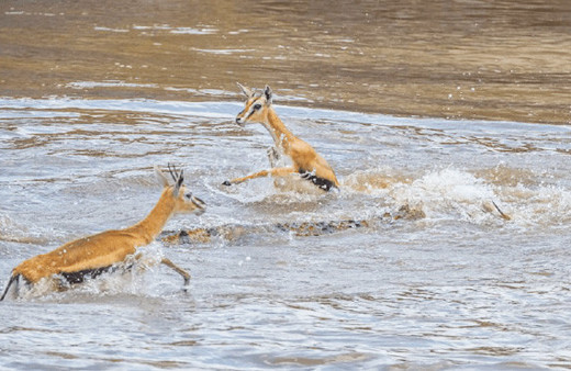 Ceylanları pusuya yatıp bekledi! Tek hamlede ikiye böldü