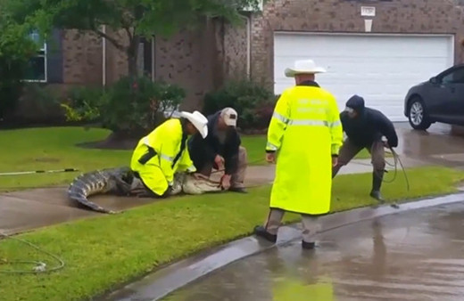 Evin bahçesine giren timsah çıkmak istemedi