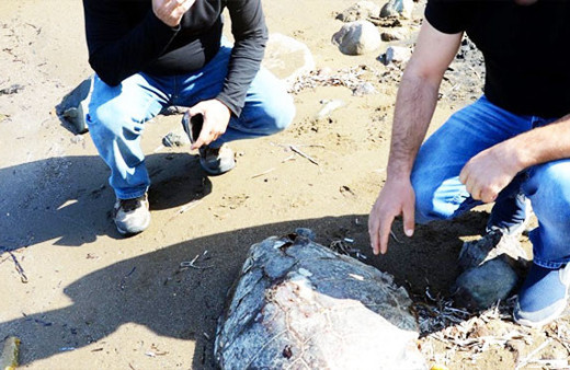 Bunu yapan insan deil Caretta Caretta'ya kurşun yağdırıp kaçtı! 