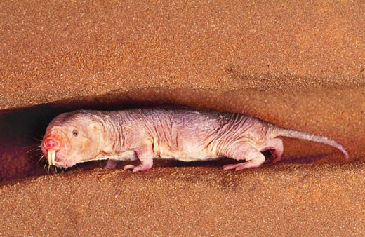 Gezegenler neden farklı renklerdedir?