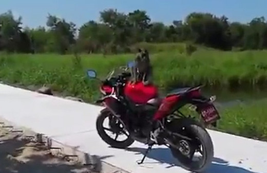 Maymun kendisine terlik fırlatan adamı dövdü