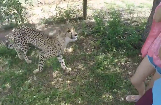 Çita saldırısı kameralara takıldı